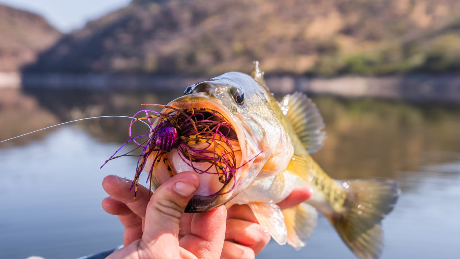 Largemouth bass caught on skirted jig lure
