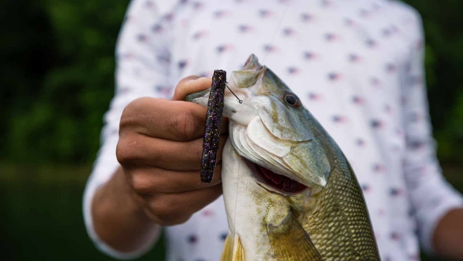 Close-up of a bass caught on a dark purple ned rig stick bait.