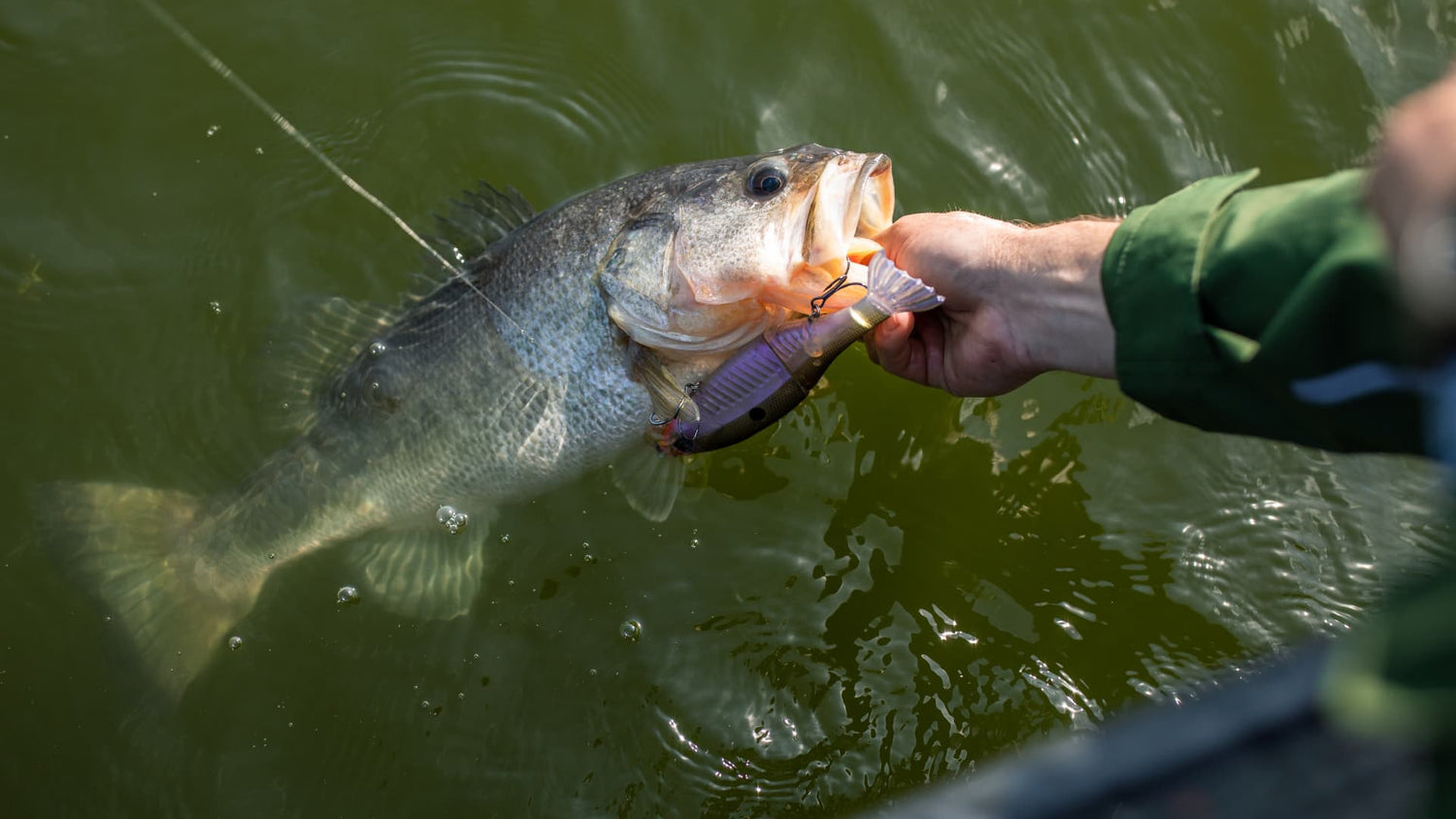 largemouth bass caught on shad style swimbait during fall fishing