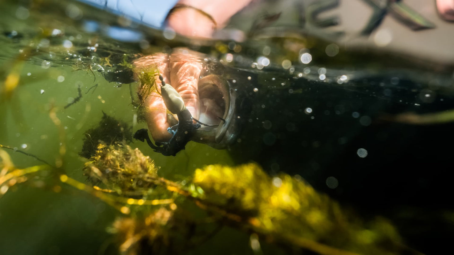 Bass near submerged grass bed beside fishing boat in summer