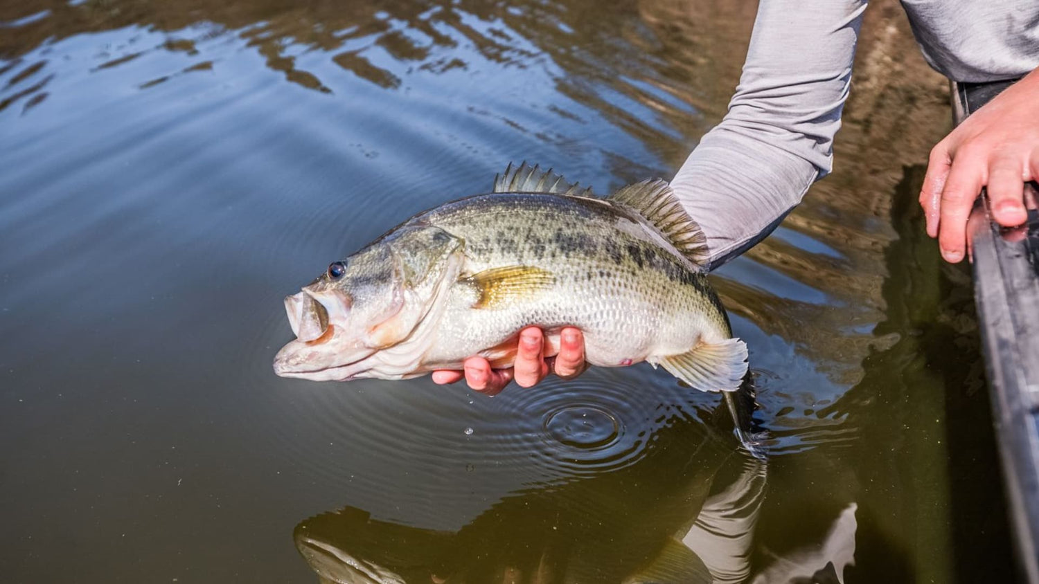 Angler gently holding largemouth bass over shallow water at nest.