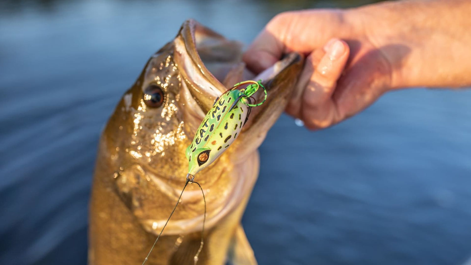 Angler holding a bass hooked on a chartreuse topwater frog lure.