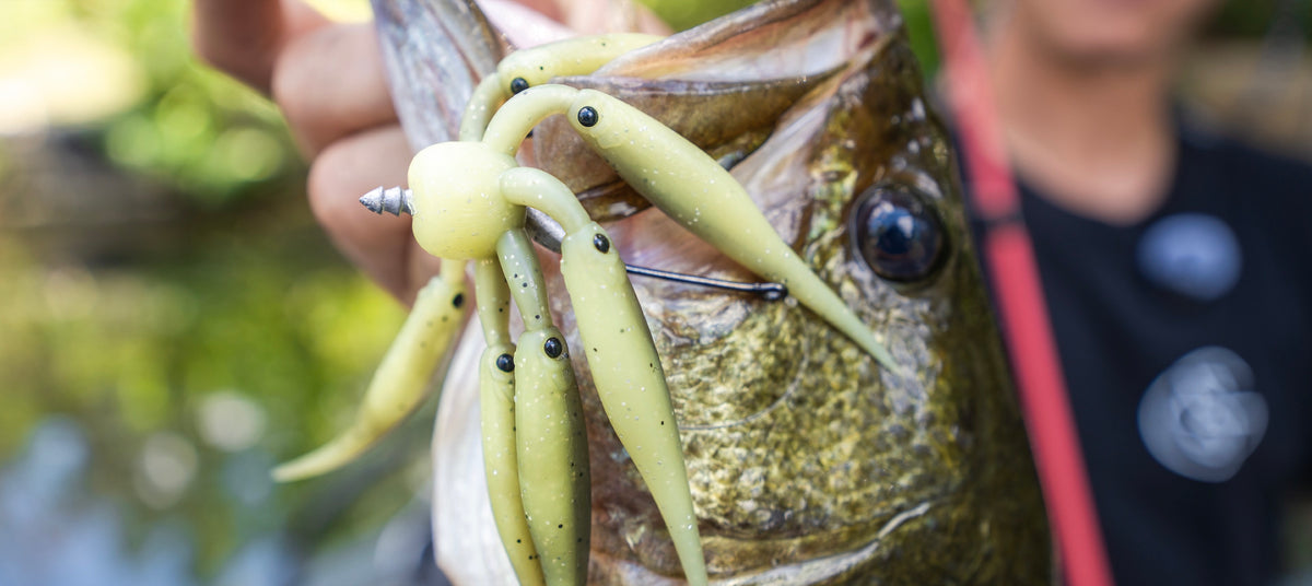 Bass caught on the Schooler