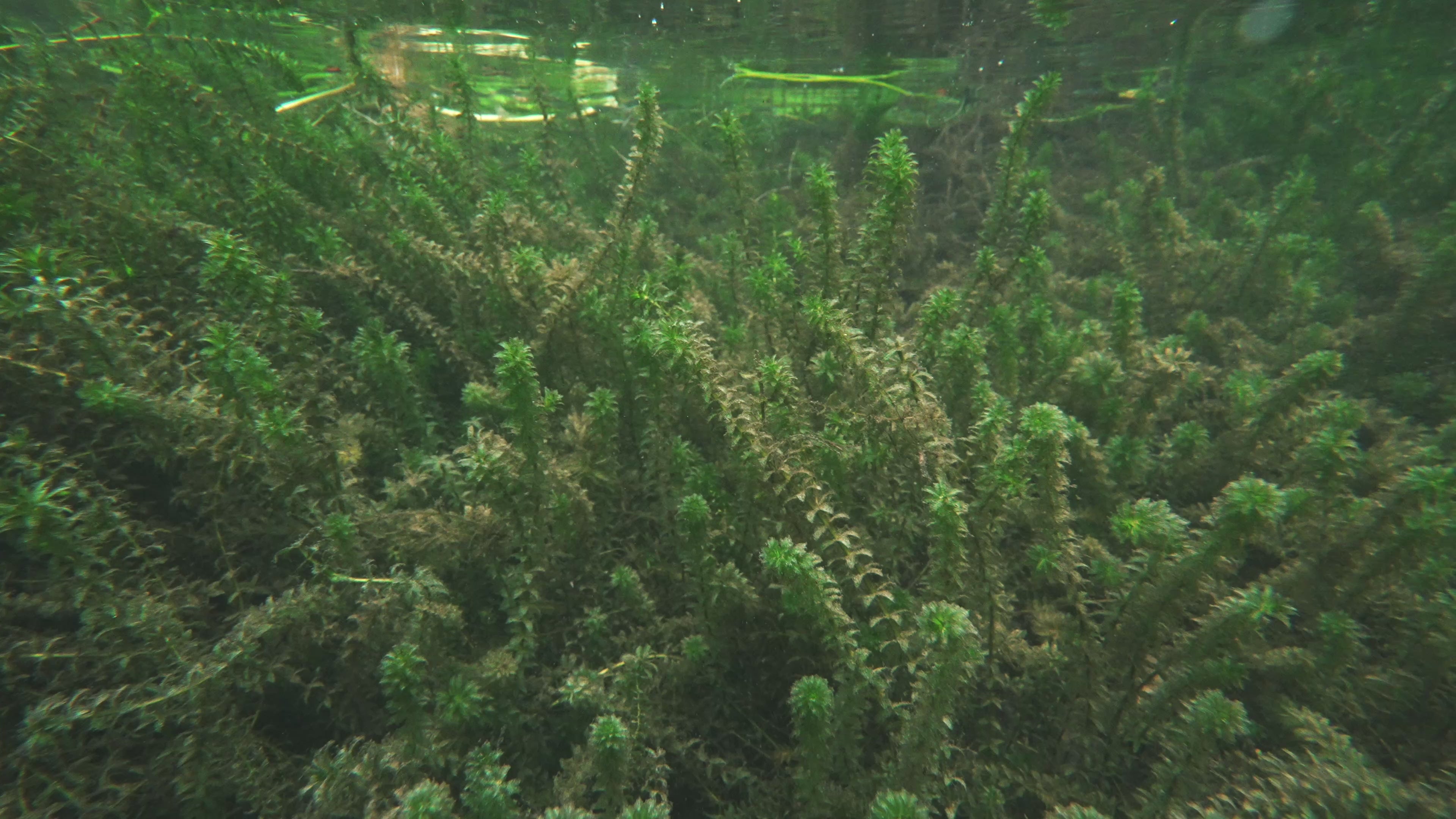 Load video: Video shows the bait underwater swimming