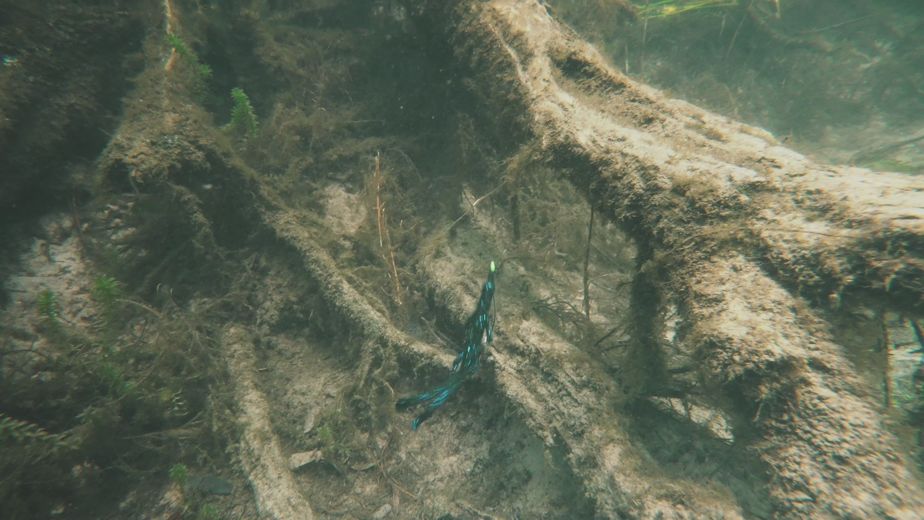 Load video: Video shows the bait underwater swimming