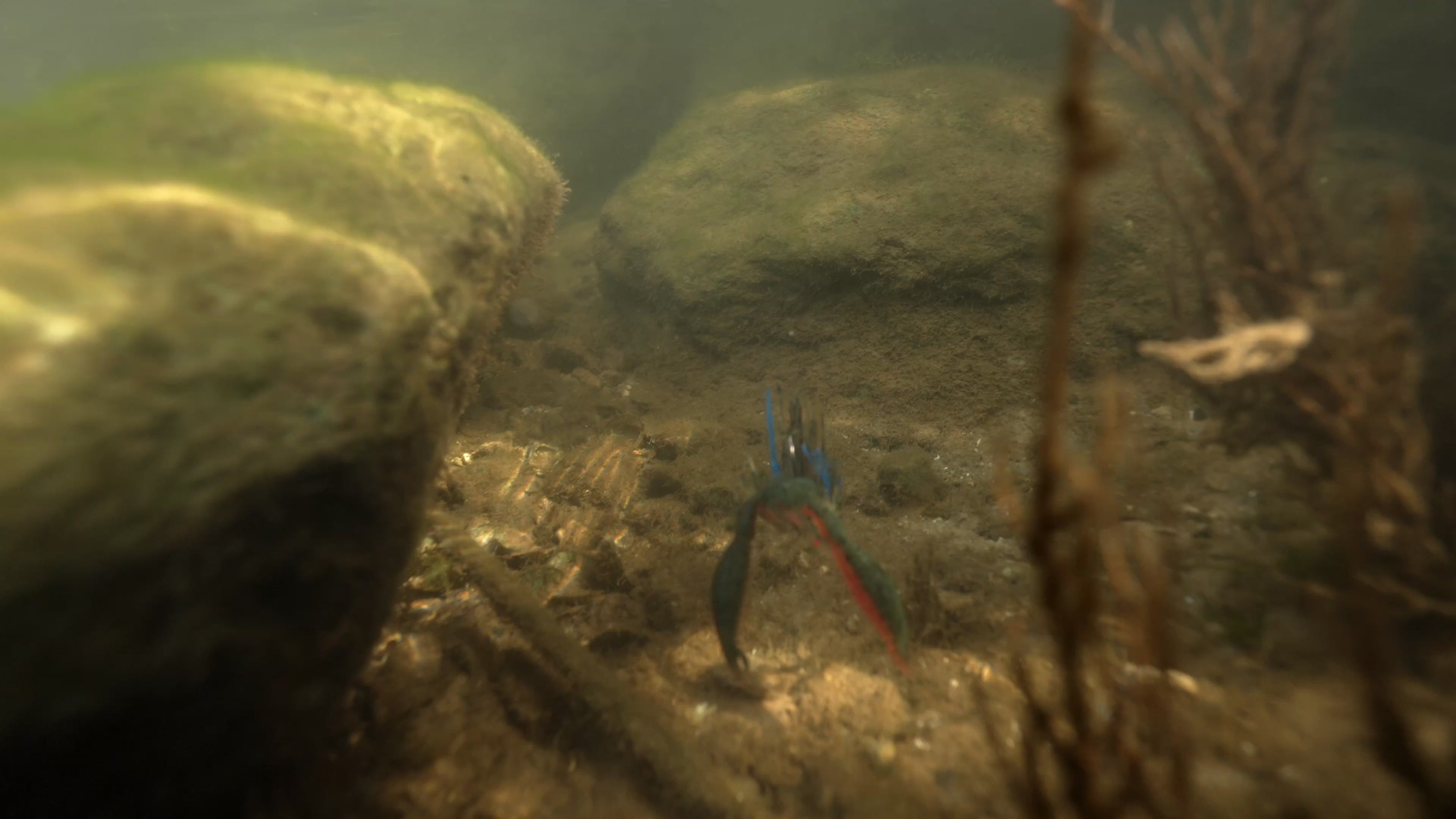 Load video: Video shows the bait underwater swimming