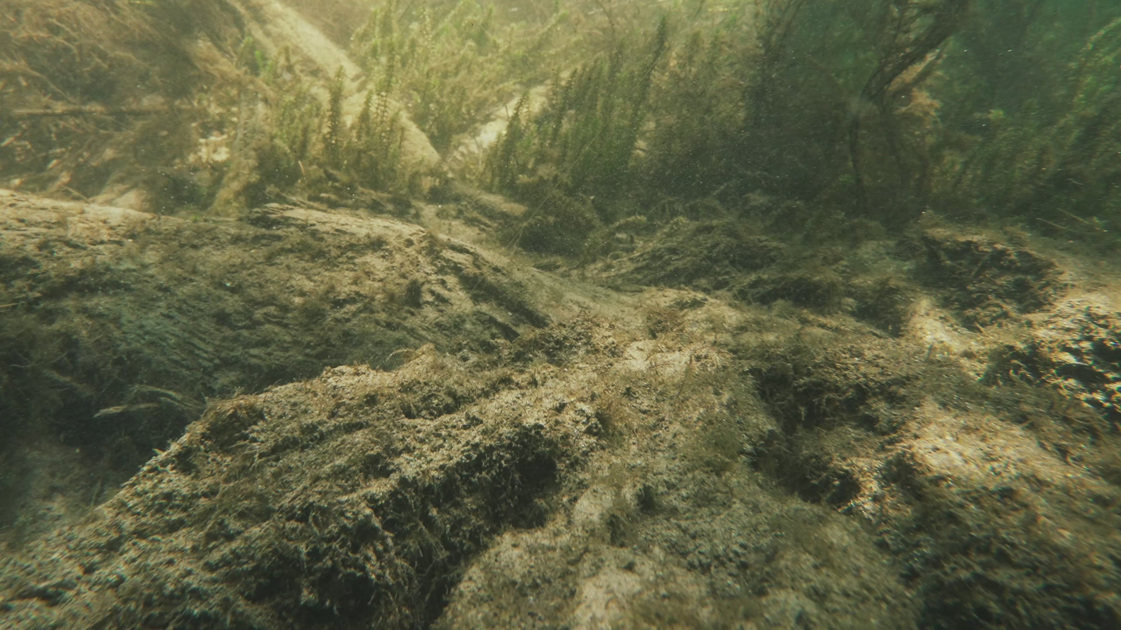 Load video: Video shows the bait underwater swimming