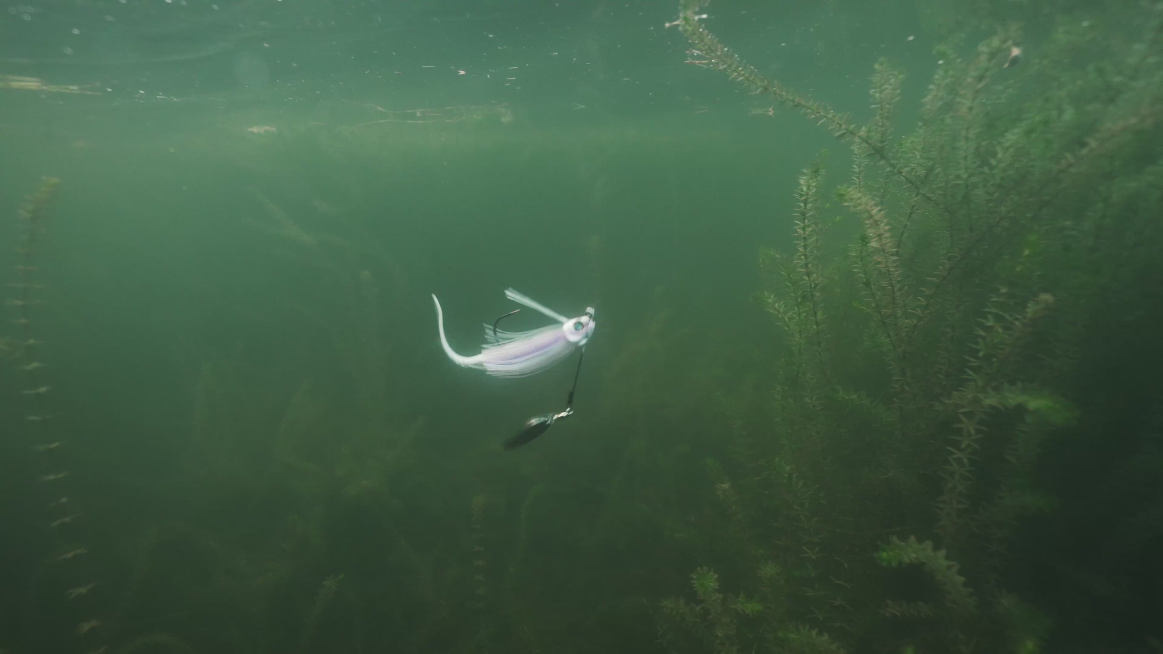 Load video: Video shows the bait underwater swimming