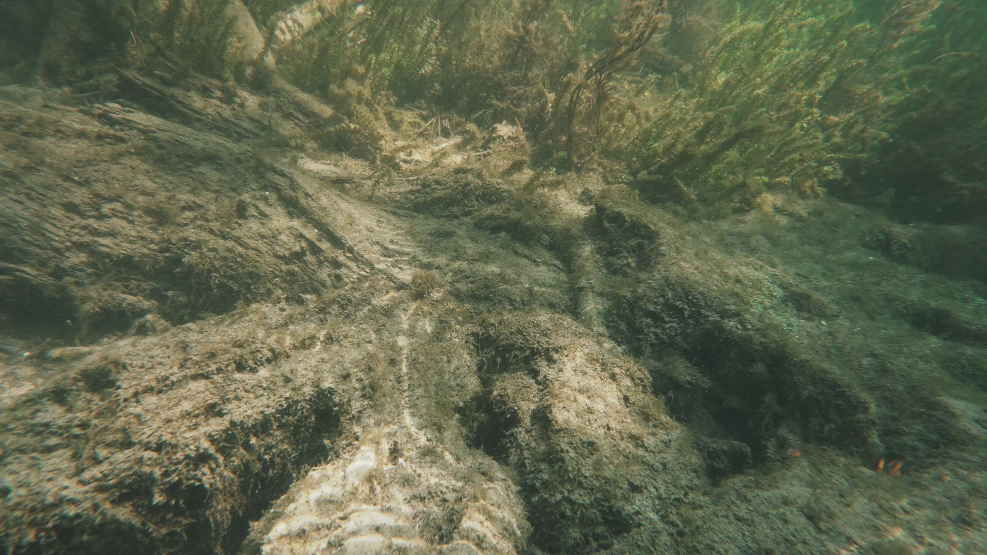Load video: Video shows the bait underwater swimming