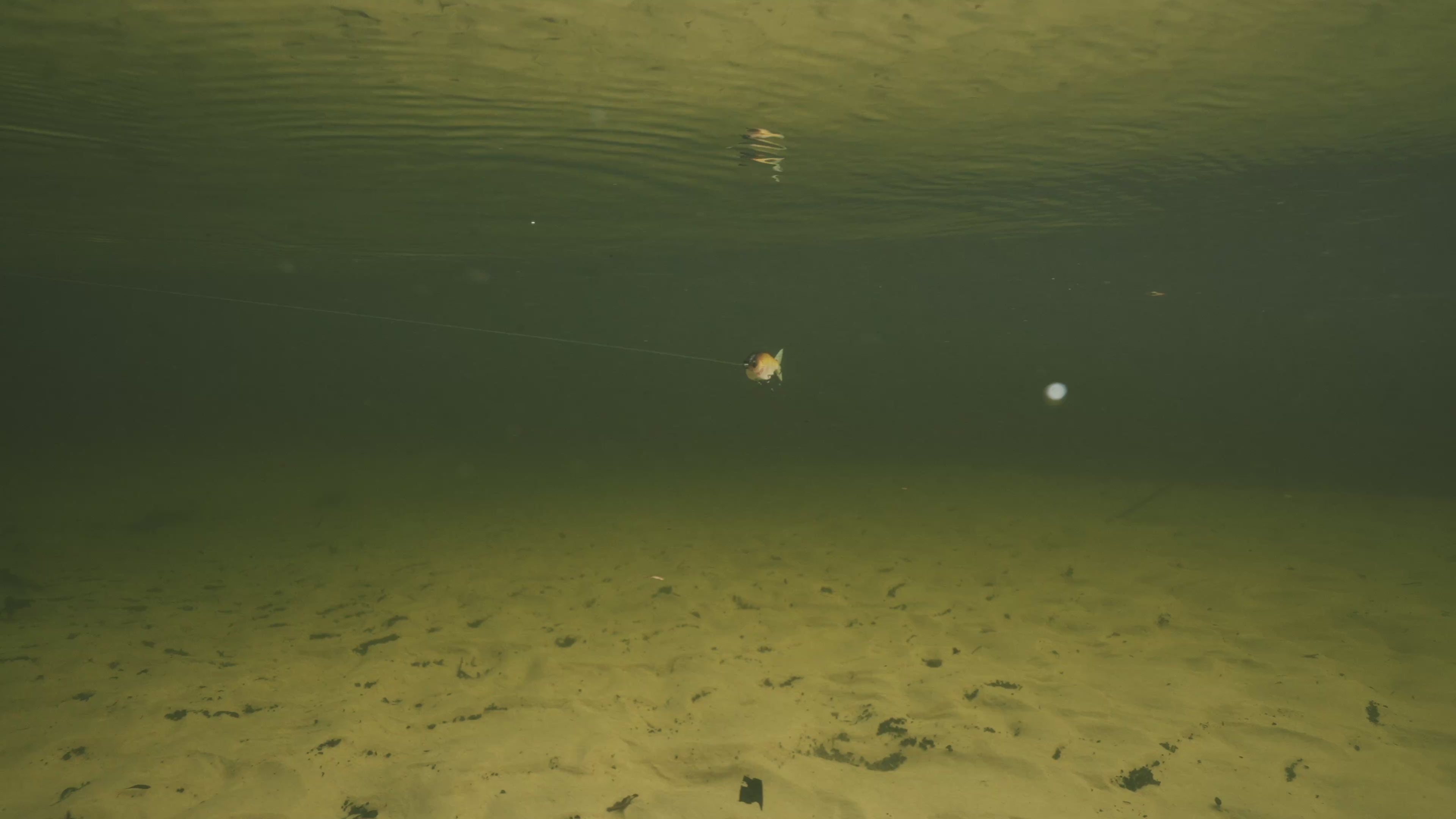 Load video: Video shows the bait underwater swimming